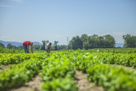 Innovación aplicada en agroindustria y manufactura: casos y rutas para escalar pilotos en Perú