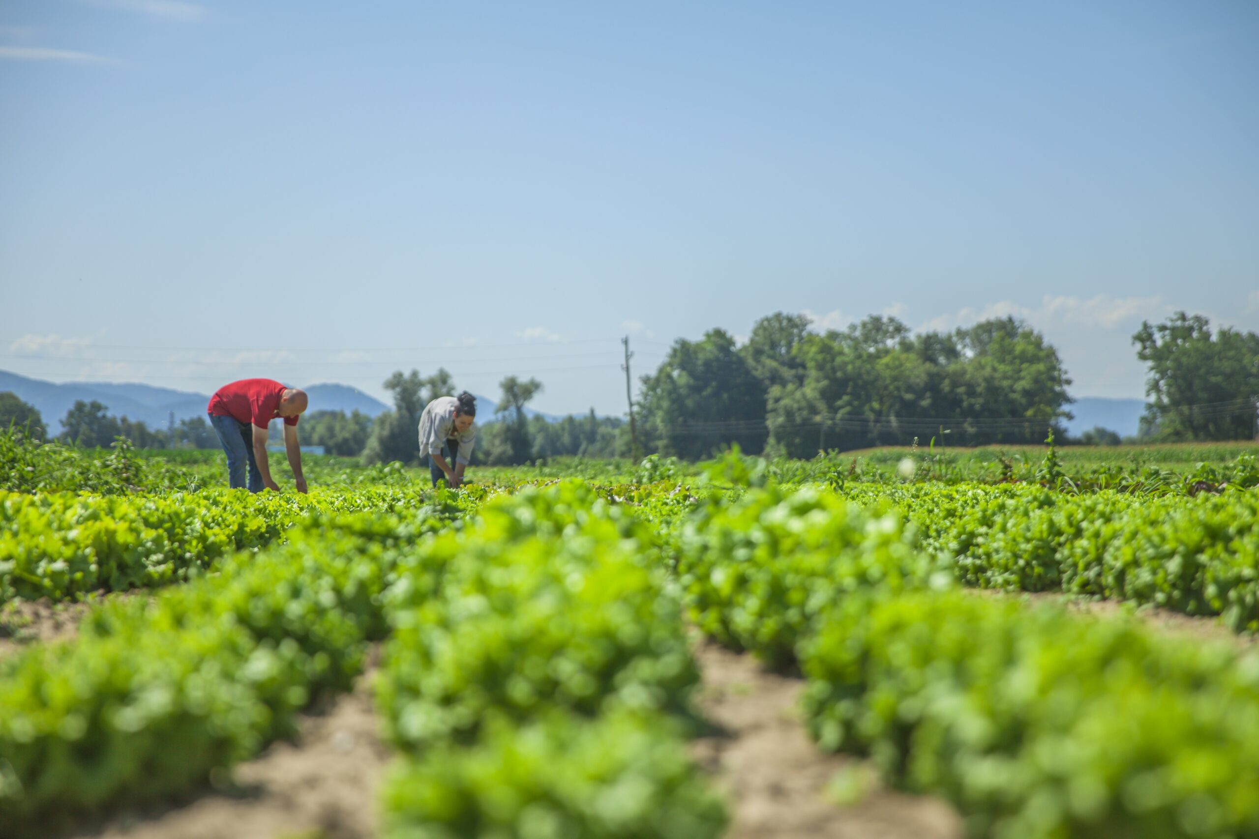 Innovación aplicada en agroindustria y manufactura: casos y rutas para escalar pilotos en Perú